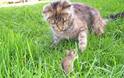 Mice Control in Falls Church/ Mice Control Falls Church, Virginia